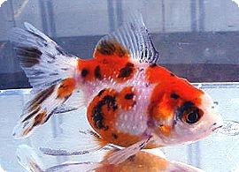 PEARLSCALE - CALICO - 2-3 inch